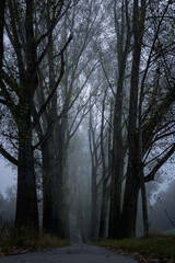 Moody alley in the morning