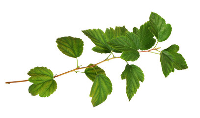 Twig of Physocarpus opulifolius with green leaves isolated on white or transparent background