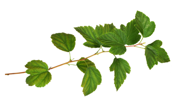 Twig of Physocarpus opulifolius with green leaves isolated on white or transparent background