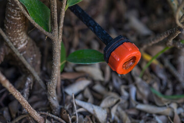 Green plant growing in the drip system. Sprinkler systems, drip irrigation. Water saving drip...