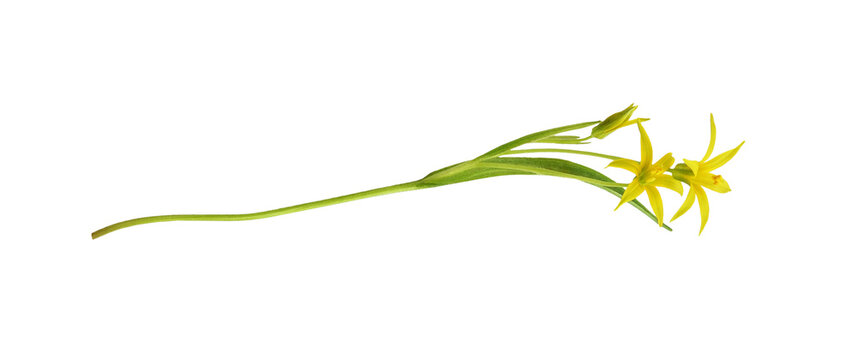 Closeup of yellow Gagea lutea flowers, bud and leaves isolated on white or transparent background