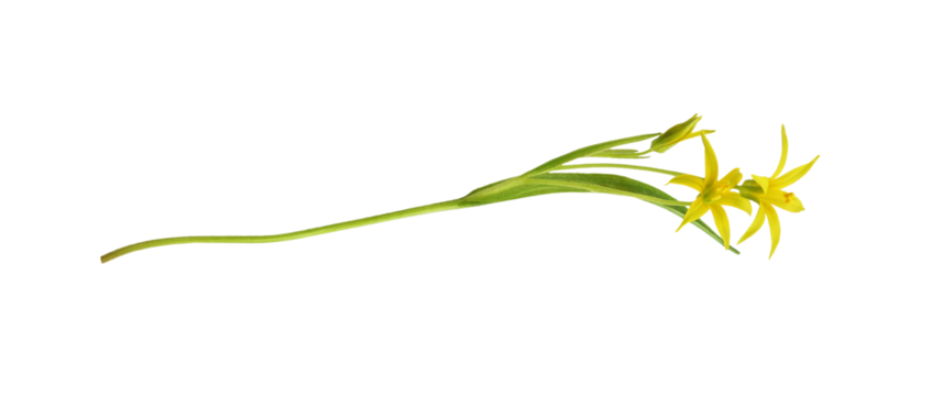 Closeup of yellow Gagea lutea flowers, bud and leaves isolated on white or transparent background