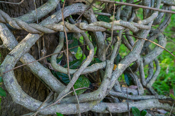 Liana or twisted jungle vines knotted around each other under green trees in a rainforest garden, southeast Asia, no people.