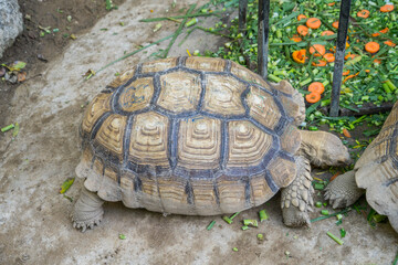 African Sulcata Tortoise Natural Habitat,Close up African spurred tortoise resting in the garden