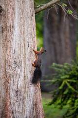 Squirrel climbing