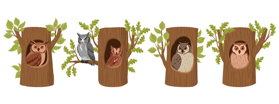 Cartoon owls in tree hollows. Wild forest owl birds sitting in woods house, wildlife birds oak nests flat vector illustration set. Owls hollows collection