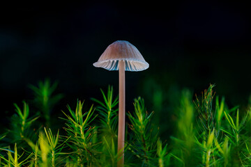 A light gray transparent mushroom on a black background growing on green moss. Looks like a grey helmet.