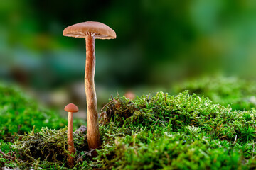 Two mushrooms at the forest ground, sideview with space for copy text. The deceiver, or waxy laccaria (Laccaria laccata) comes in diffenent shades of red and brown