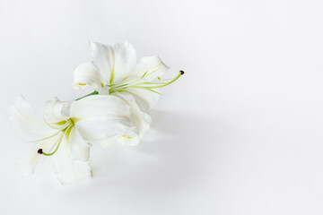 Fototapeta na wymiar Flowers heads of white lilies. Floral mock up. Mourning or funeral background