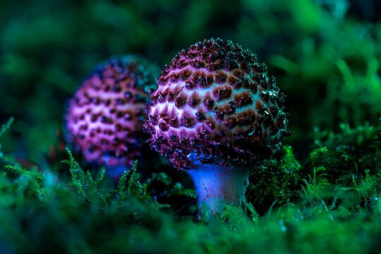Magical looking dragon egg mushroom found in the forest in green and blue neon lightning. This egg has little black spikes on it.