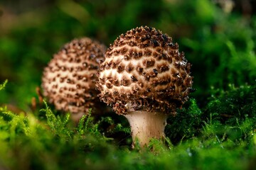 Echinoderma asperum or Lepiota aspera, sometimes known commonly as the freckled dapperling, is a large, brownish, white-gilled mushroom, with a warty or scaly cap.