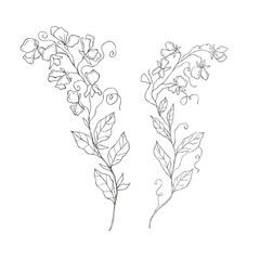 Line Art Sweet Pea. Birth Month Flower. Vector Logo.