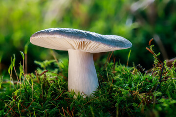 A mushroom with a blue cap and white stem standing on green and fresh forest moos.  Also commonly known as the charcoal burner(Russula cyanoxantha)