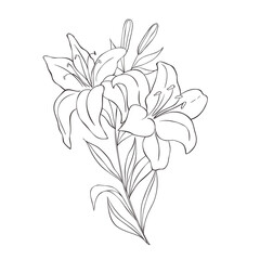 Line Art Lily. Birth Month Flower. Vector Logo. - 555404482