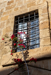 bougainvillea flower tangled in old local window bars.
