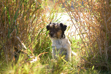 small cute tricolor rough haired jack russell terrier dog in an autumnal environment