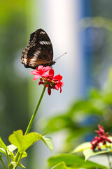 butterfly on a flower macro