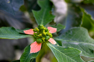 plant with a red flower pattern on its leaves.