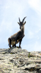 Stambecco in montagna