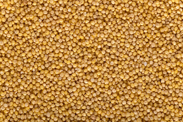 Background of raw millet seeds close up. Millet seeds texture.