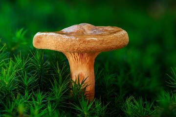A  brown roll-rim, or common roll-rim (Paxillus involutus) mushroom standing in green wet moss on a forest ground.