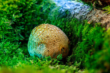 A magical puffball similar in appearance to a warty potato, the common earthball (Scleroderma...