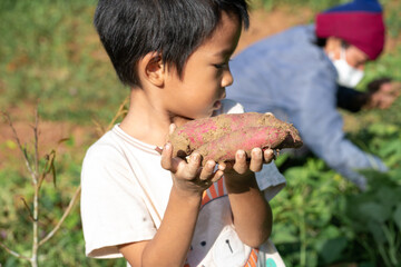 Kindergarten asian boy harvest potato in outdoor farm morning light