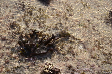 brown seaweed, found when the sea is receding, is in a pool of shallow and clear sea water, white sand becomes the bottom