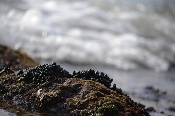 mossy coral on the beach. small white waves approaching