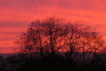 Die Silhouette eines Baums ohne Laub im Herbst in der dunkelroten Abenddämmerung