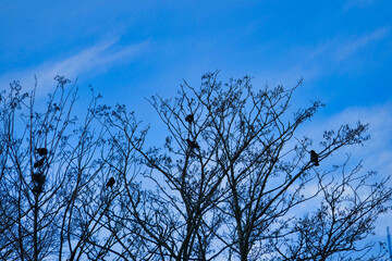 Krähen in einem Baum am frühen Morgen