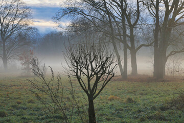 Eine Naturlandschaft am frühen Morgen mit Nebel über dem Boden