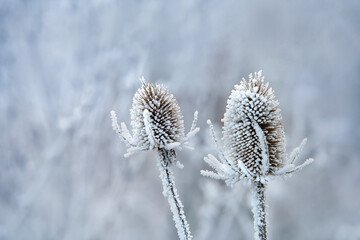 Schnee, Reif, Kälte, Carde Distel, Struktur 