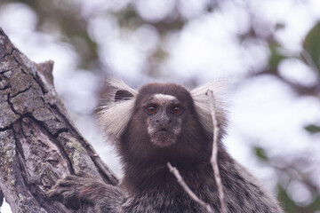 El monito
