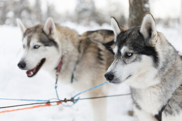 Huskies in Finnish Lapland