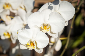 white orchid