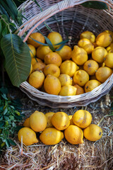 Ripe lemons in a wicker basket. Wicker basket with lemons in the garden.