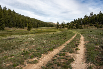 Obraz premium Two Track Trail through Green Field in Bryce Canyon