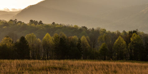 Obraz premium Trees Leaf in During Early Summer