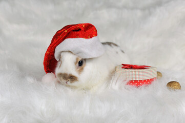 White bunny rabbit with brown spots in red santa hat sits on white faux fur fabric background ....
