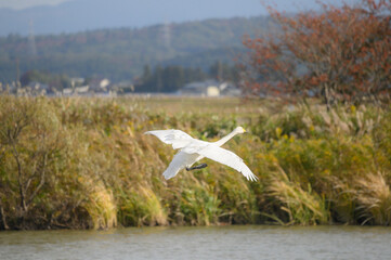 新潟　飛翔するハクチョウ