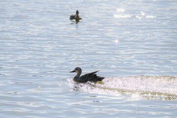 湖を泳ぐカルガモ