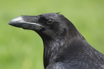 Portrait of a Common Raven against a green background
