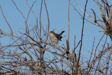 Eurasian sparrowhawk adorable little hunter