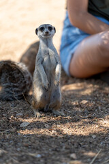Meerkat standing near the unrecognizable people, vertical composition