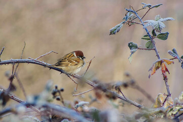 Eurasian tree sparow. It is cold in the early winter morning