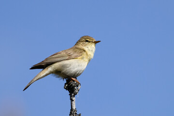 Willow Warbler