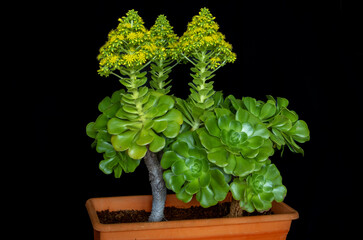 Aeonium arboreum, from the rosettes of this succulent stems emerge where small cluster flowers grow. The flowers are yellow, star-shaped.Black background