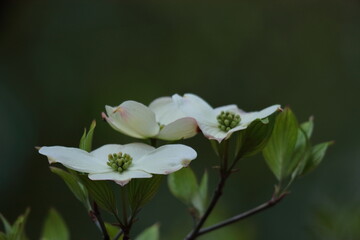 アメリカからの贈物