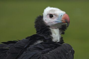 A portrait of a White-headed Vulture against a green background
